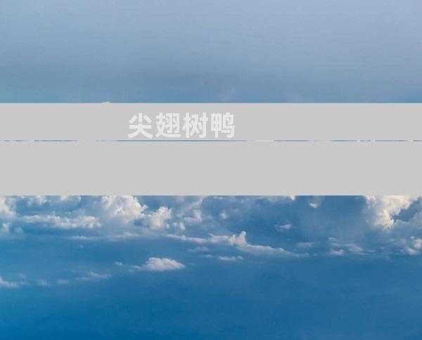 尖翅树鸭